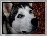 Siberian Husky